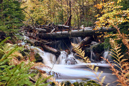 wildbach-totholz-herbst-bayerischer-wald-natur